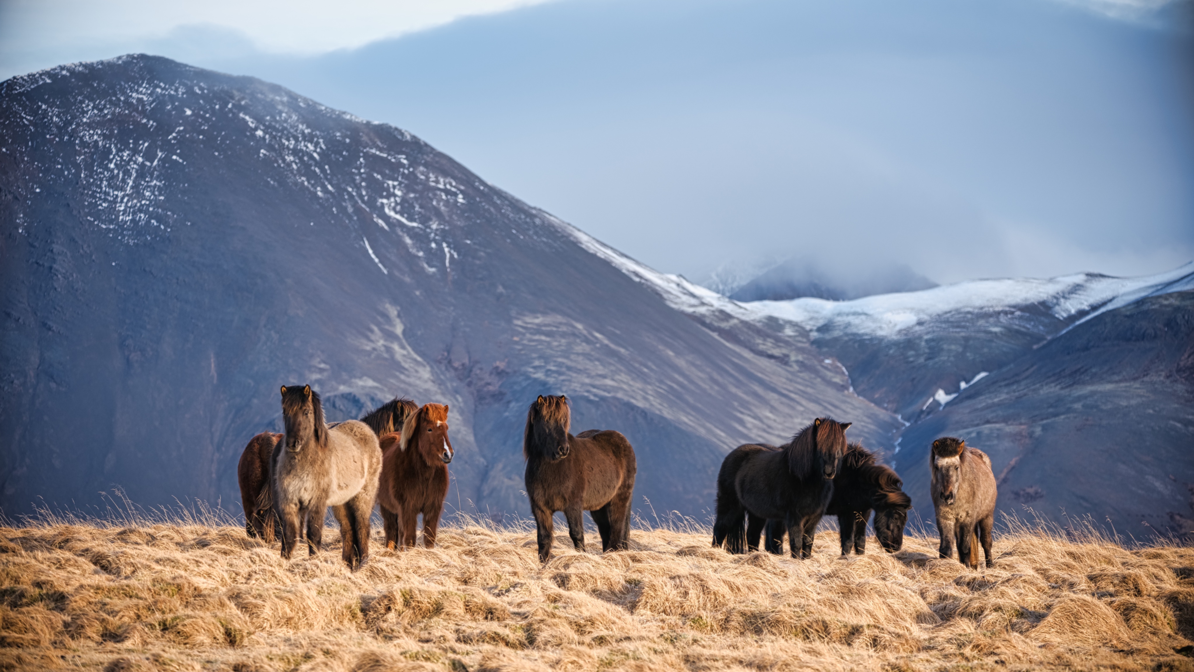 Icelandic horses posing in front of a huge mountain at sunrise. 
