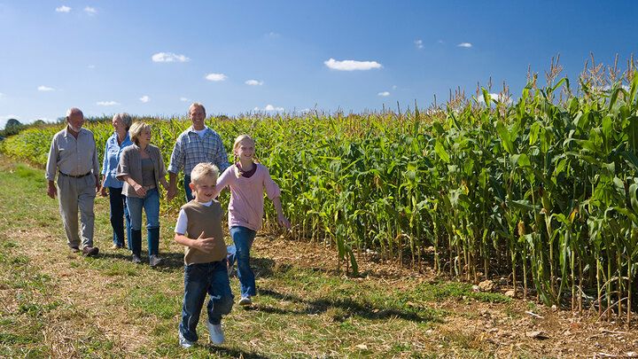 A three-generation farm family walks together along the side of a corn field on a bright summer day