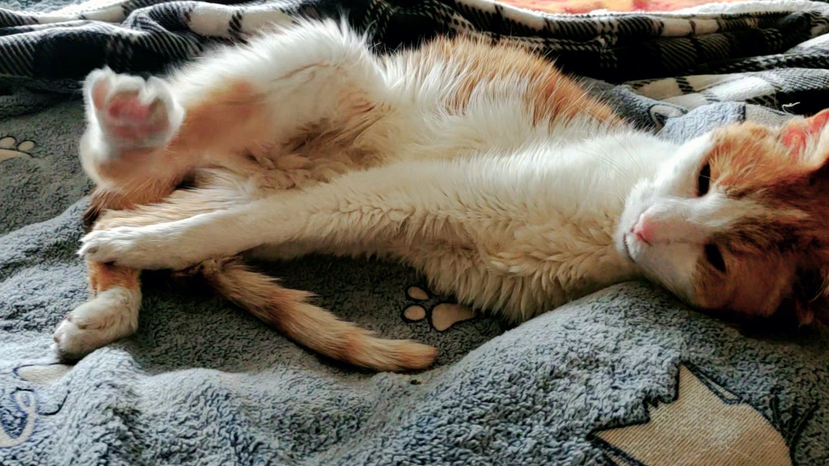 Linus, an orange and white cat, is stretched out on a blue and white blanket on a bed. One back paw is kicked up, one front paw is stretched down across his belly, and his eyes are squinted open.