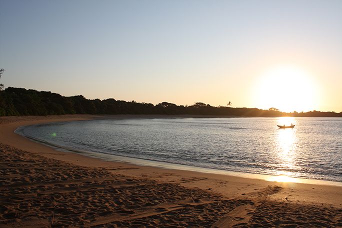 #FridayVibes #FridayFun #InternationalDayofHappiness, #FrenchLanguageDay #WorldFrogDay, #RewildingDay #WorldStorytellingDay #volunteer #volunteering #conservation #Madagascar #littoral #rainforest #forests #SainteLuce #forest #frog #amphibian  #French #happiness #volunteers #transects #endangered #palms #lemurs #geckos #dragonflies #rewilding #science #wild