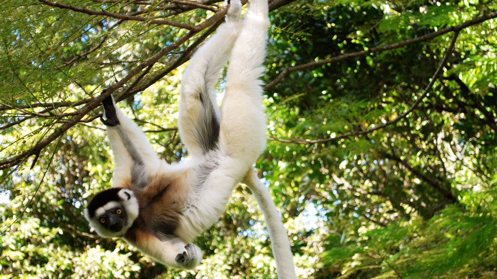 #FridayVibes #FridayFun #InternationalDayofHappiness, #FrenchLanguageDay #WorldFrogDay, #RewildingDay #WorldStorytellingDay #volunteer #volunteering #conservation #Madagascar #littoral #rainforest #forests #SainteLuce #forest #frog #amphibian  #French #happiness #volunteers #transects #endangered #palms #lemurs #geckos #dragonflies #rewilding #science #wild