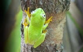 #FridayVibes #FridayFun #InternationalDayofHappiness, #FrenchLanguageDay #WorldFrogDay, #RewildingDay #WorldStorytellingDay #volunteer #volunteering #conservation #Madagascar #littoral #rainforest #forests #SainteLuce #forest #frog #amphibian  #French #happiness #volunteers #transects #endangered #palms #lemurs #geckos #dragonflies #rewilding #science #wild