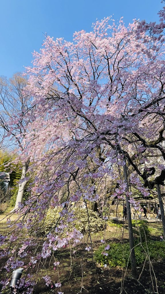 六義園の枝垂桜🌸優しいピンク🩷