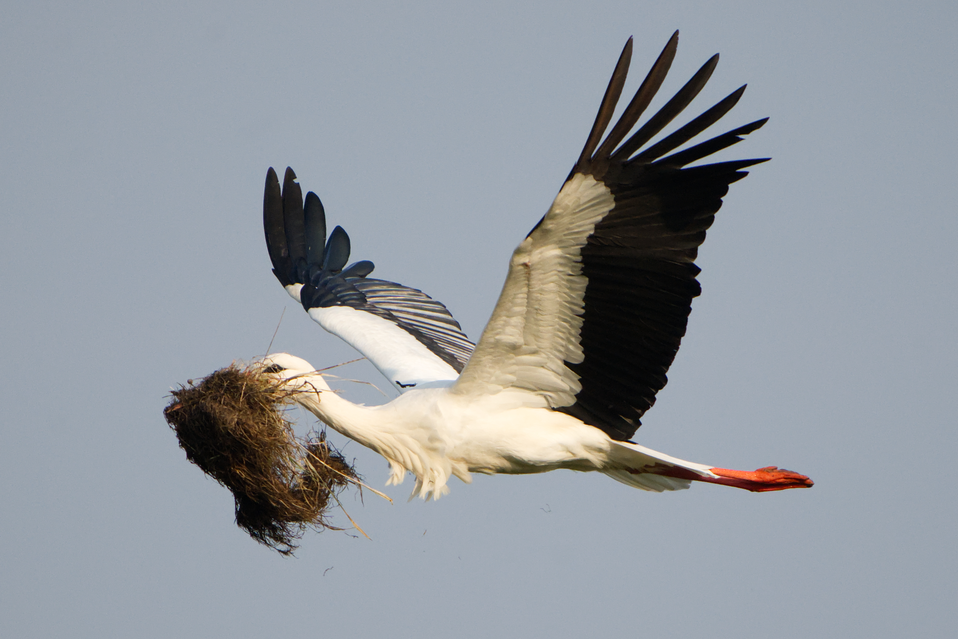 Storch im Flug mit einer Menge Nistmaterial im Schnabel der die Sicht verdeckt