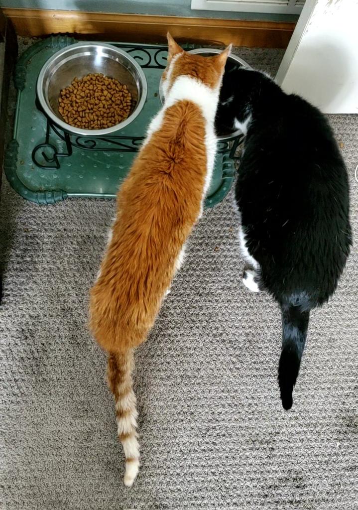 Linus, an orange and white cat, and his sister Lucy, a tuxedo cat, are at a double steel bowl stand of cat food. They both have their faces in the bowl on the right. 