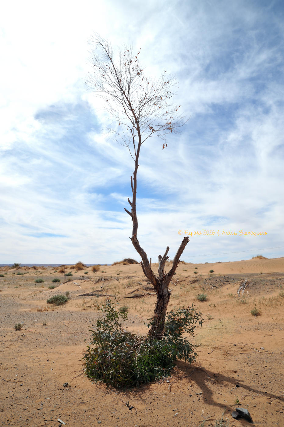 Una rama casi desnuda se alza al cielo desde la arena del desierto, que ocupa gran parte del inferior de la fotografía. Cerca del tronco hubo en su momento otras ramas, ahora rotas. En la base del arbusto hay unas hierbas. La parte superior de la imagen vertical es cielo nublado.
