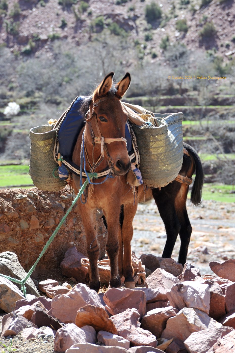 Retrato a una acémila con alforjas atada junto a un muro y junto a la que hay muchas rocas, presumiblemente de un inmueble derruido. Al fondo se ve la ladera de una colina. 