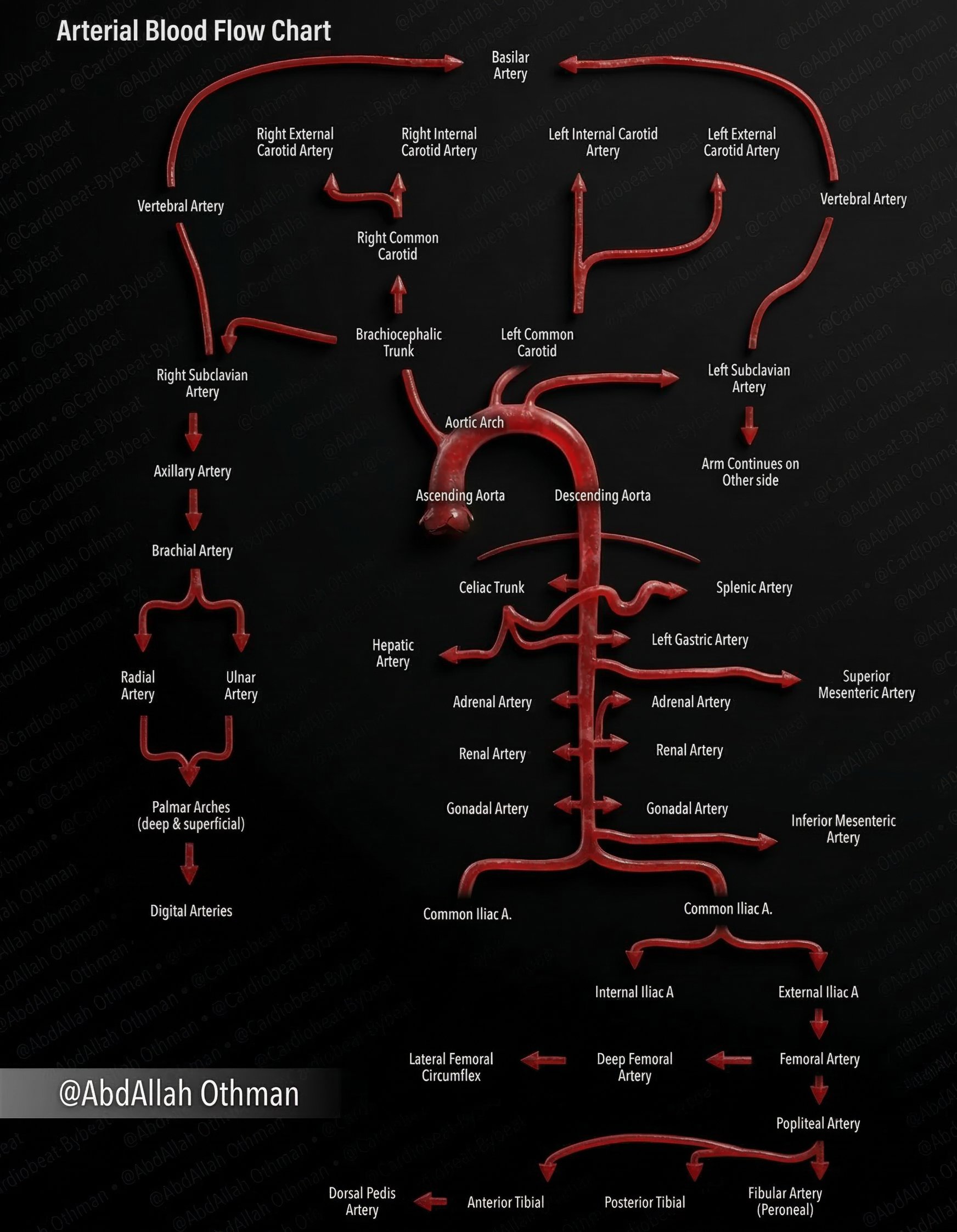 arterial blood flow diagram tracing circulation from the aortic arch through major branches to the upper and lower limbs, including coronary, renal, and gonadal arteries.