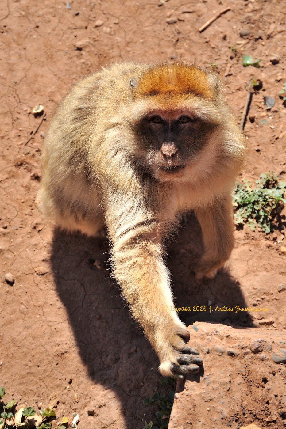 Imagen el formato vertical y punto de vista cenital de un macaco en el suelo. El brazo derecho lo tiene apoyado en una roca y la mirada dirigida al eje óptico de la cámara fotográfica.
