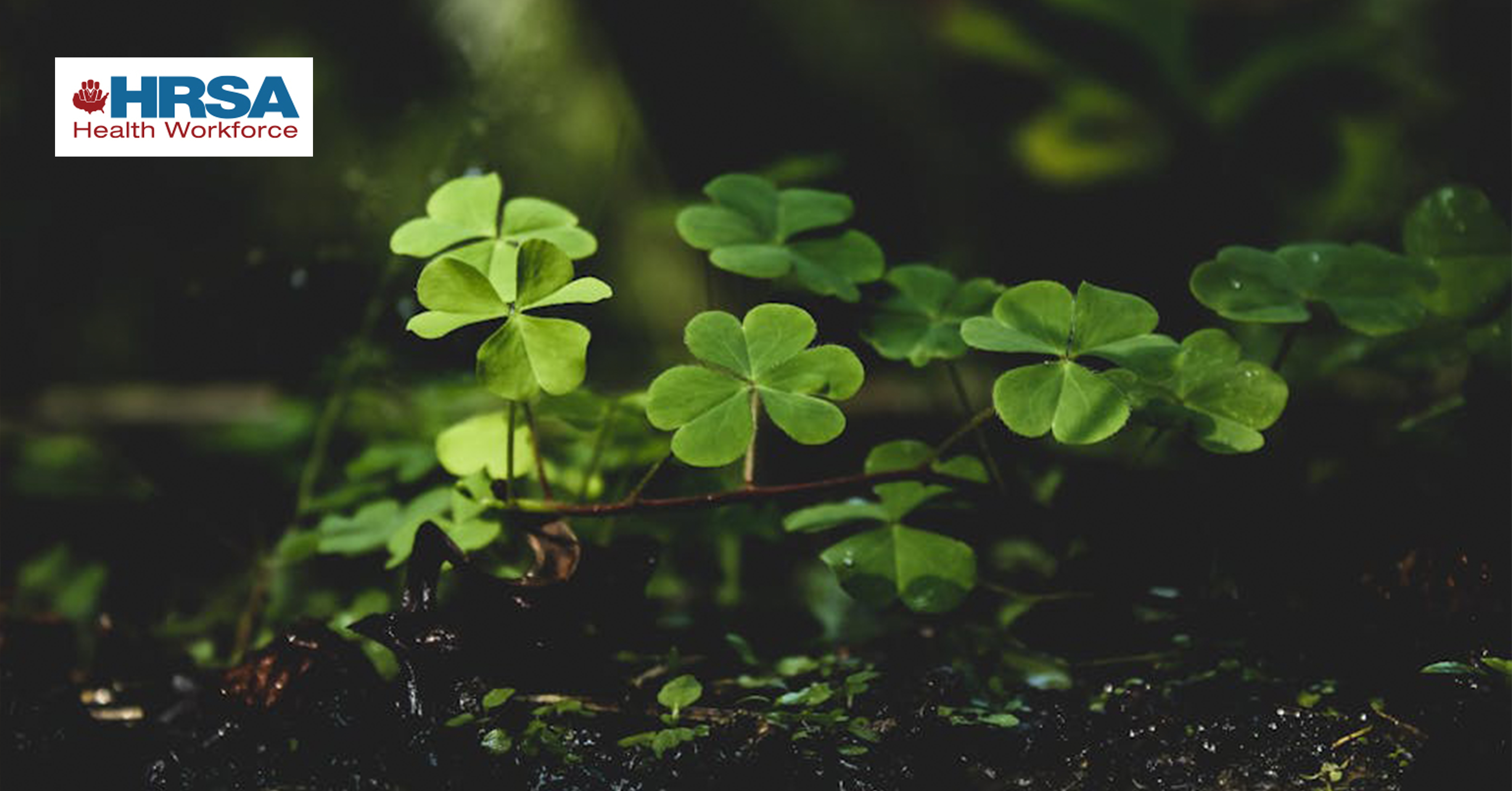 Close-up of green clover leaves illuminated by soft natural light against a dark forest floor background.