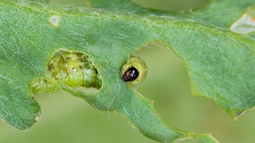 Alfalfa weevil larva feeding inside an alfalfa leaf, showing characteristic windowpane damage.
