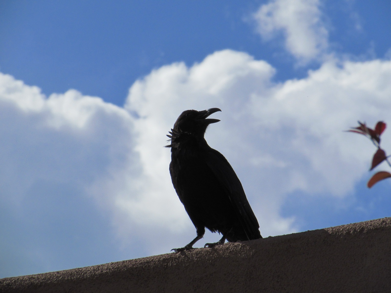 A black bird sits on an adobe wall against a blue sky with white clouds.