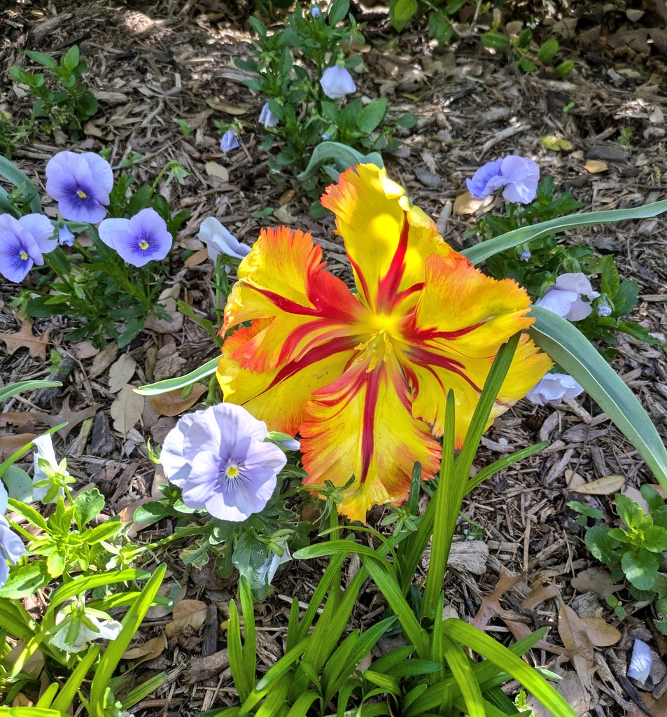 A giant yellow tulip with red veins like fire in a garden surrounded by small purple flowers.