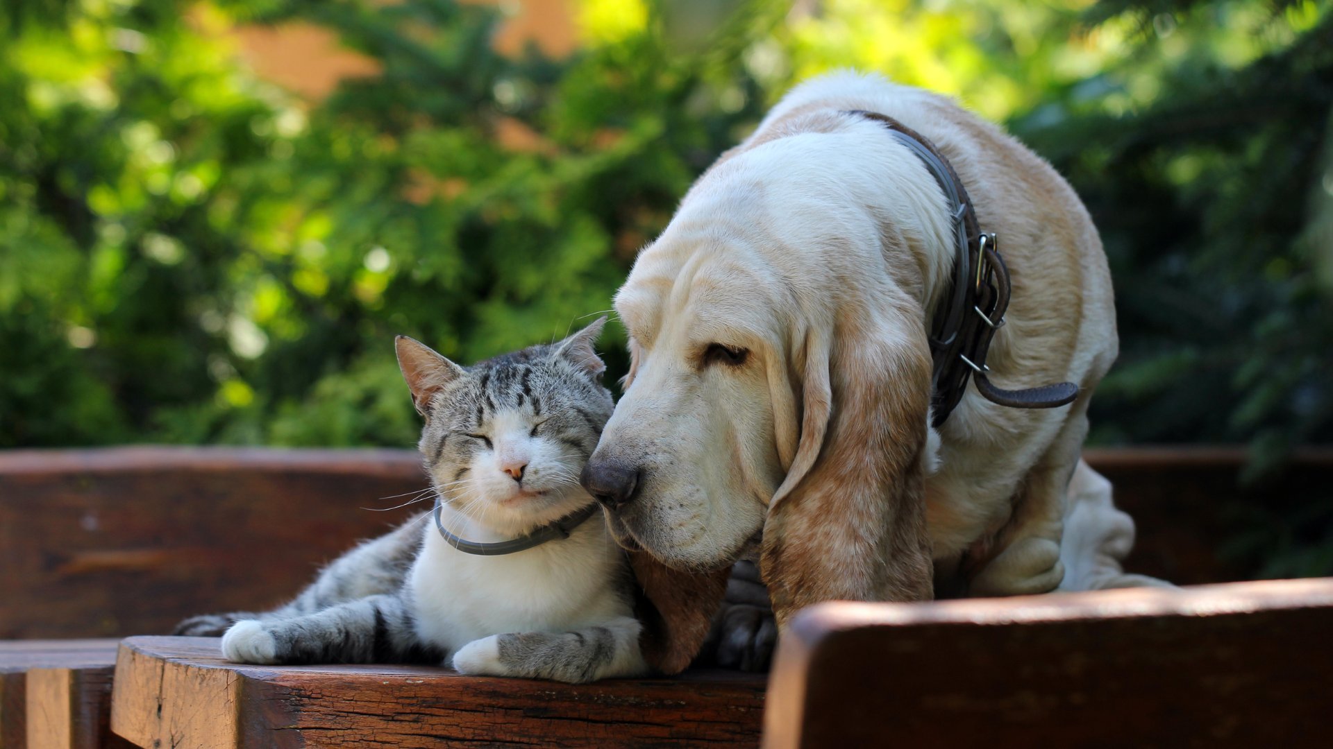 Cat and dog friends sitting outside.