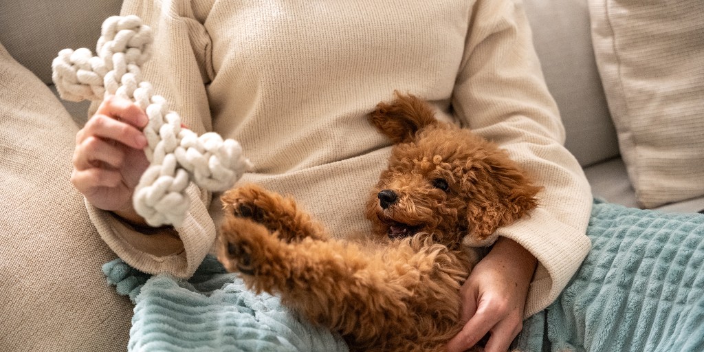 Small curly brown puppy lying on a person's lap reaching for a white rope bone toy indoors.
