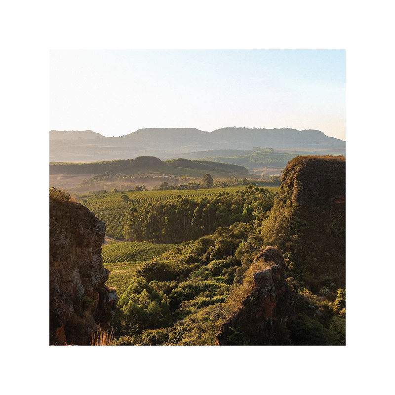 Quaffee Brazil Monte Carmelo coffee