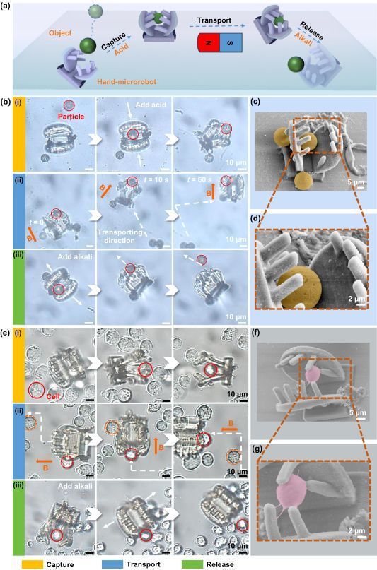 Multi-material and multi-module freestanding microrobot for cargo transportation