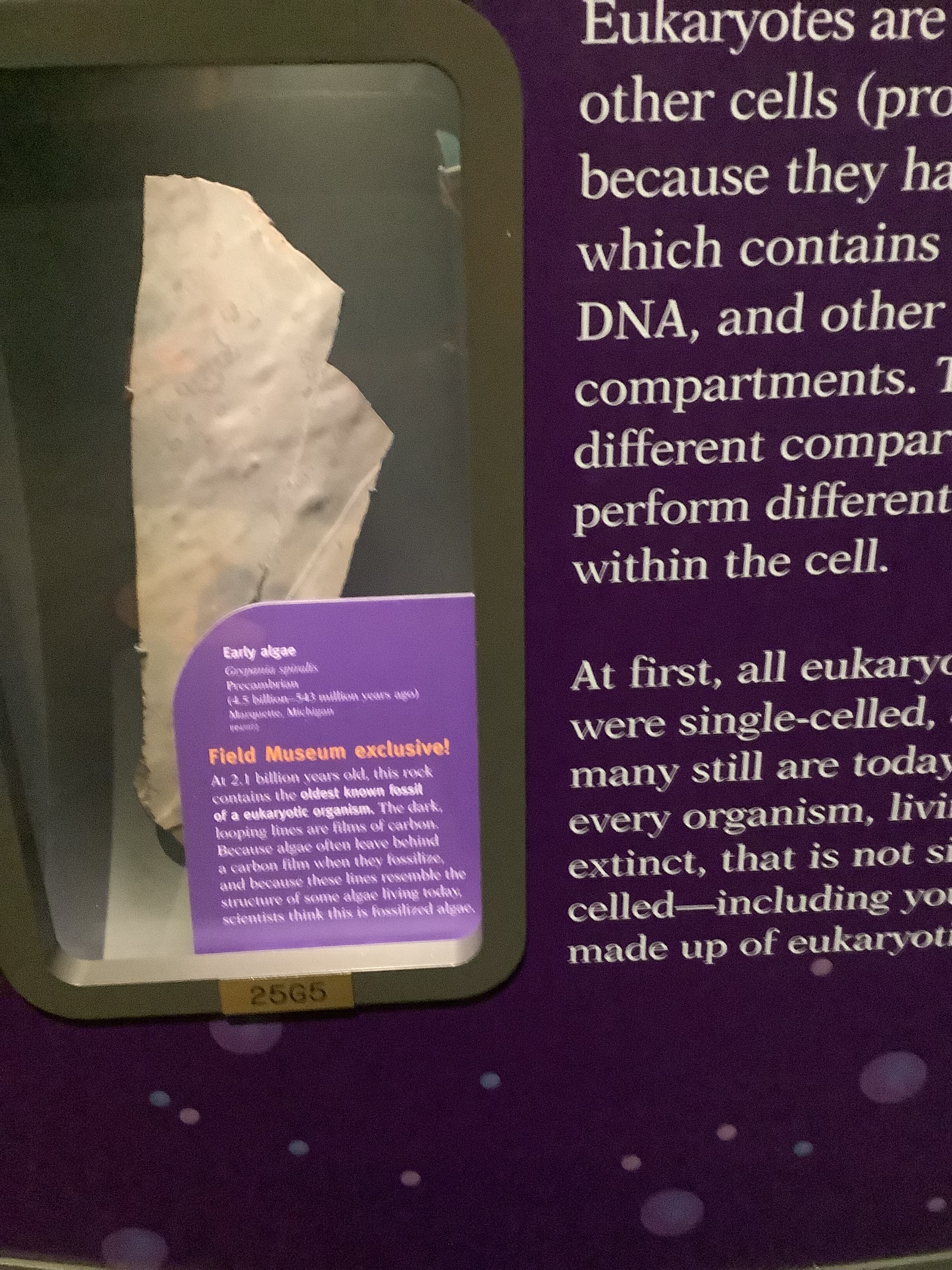 early #algae at 2.1 billion years old this rockcontains the oldest known #fossilday of a eukaryetic organism the dark looping lines are films of #carbon because algae often leave behind a