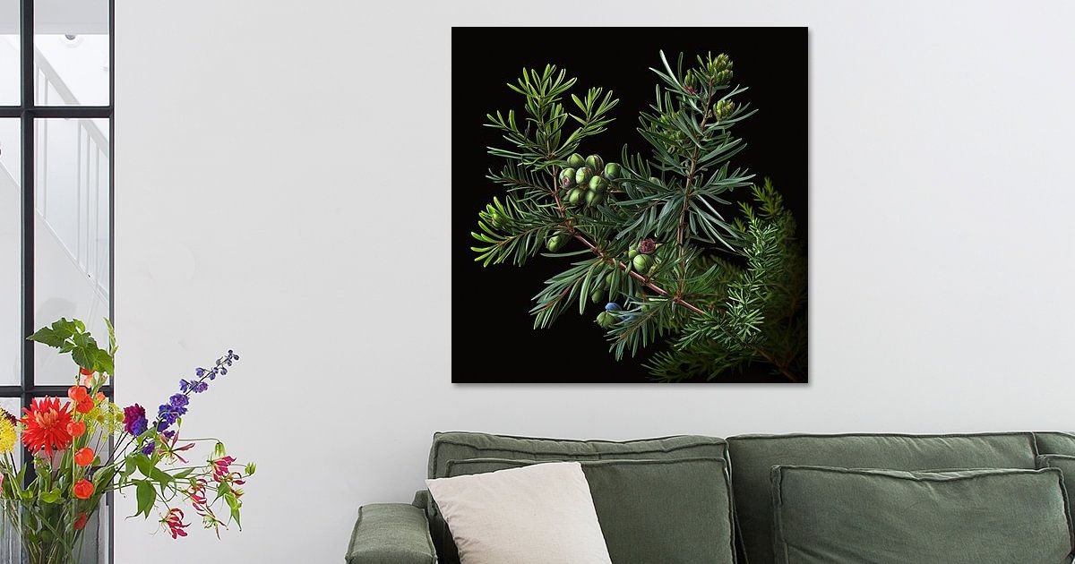 A hyperrealistic, close-up image of juniper branches, showcasing delicate green buds and plump berries against a rich black background. Captured in professional-grade photography, the image features subtle color grading and a soft, low-contrast finish that highlights the natural textures and fine botanical details. With its high resolution and refined lighting, this artwork offers a serene and elegant view of nature, perfect for botanical prints, wall art, or nature-inspired design projects.