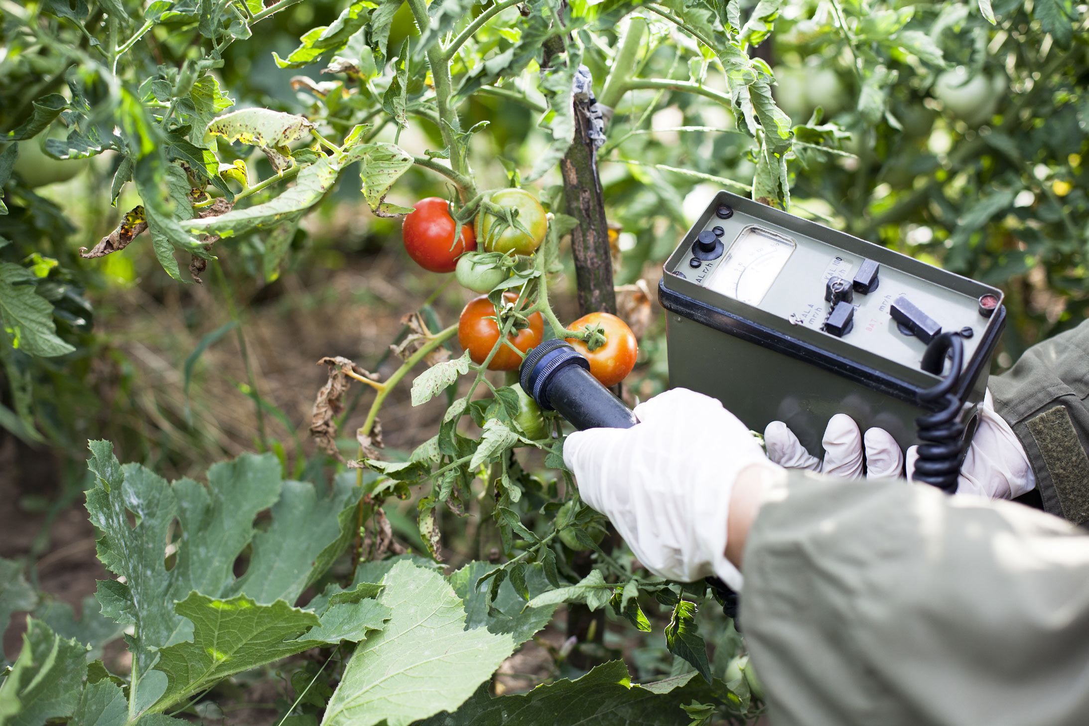 Can nuclear technology help end world hunger? 🍎⚛️ From improving crop resilience to ensuring food safety, science is key to global food security.
Discover how nuclear innovation helps feed the world👇
https://rinconeducativo.org/en/recursos-educativos/nuclear-technology-fights-hunger-and-ensures-food-safety/
#FoodSecurity #NuclearScience