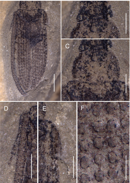 Figure 2. Photograph of Rotunthorax jiyuanensis gen. et sp. nov., holotype (NIGP209127). A, Entire specimen; B, the head; C, the pronotum; D, E, the legs; F, the window punctures. Scale bars equal 1 mm in A; 0.5 mm in B–E; 0.25 mm in F.
