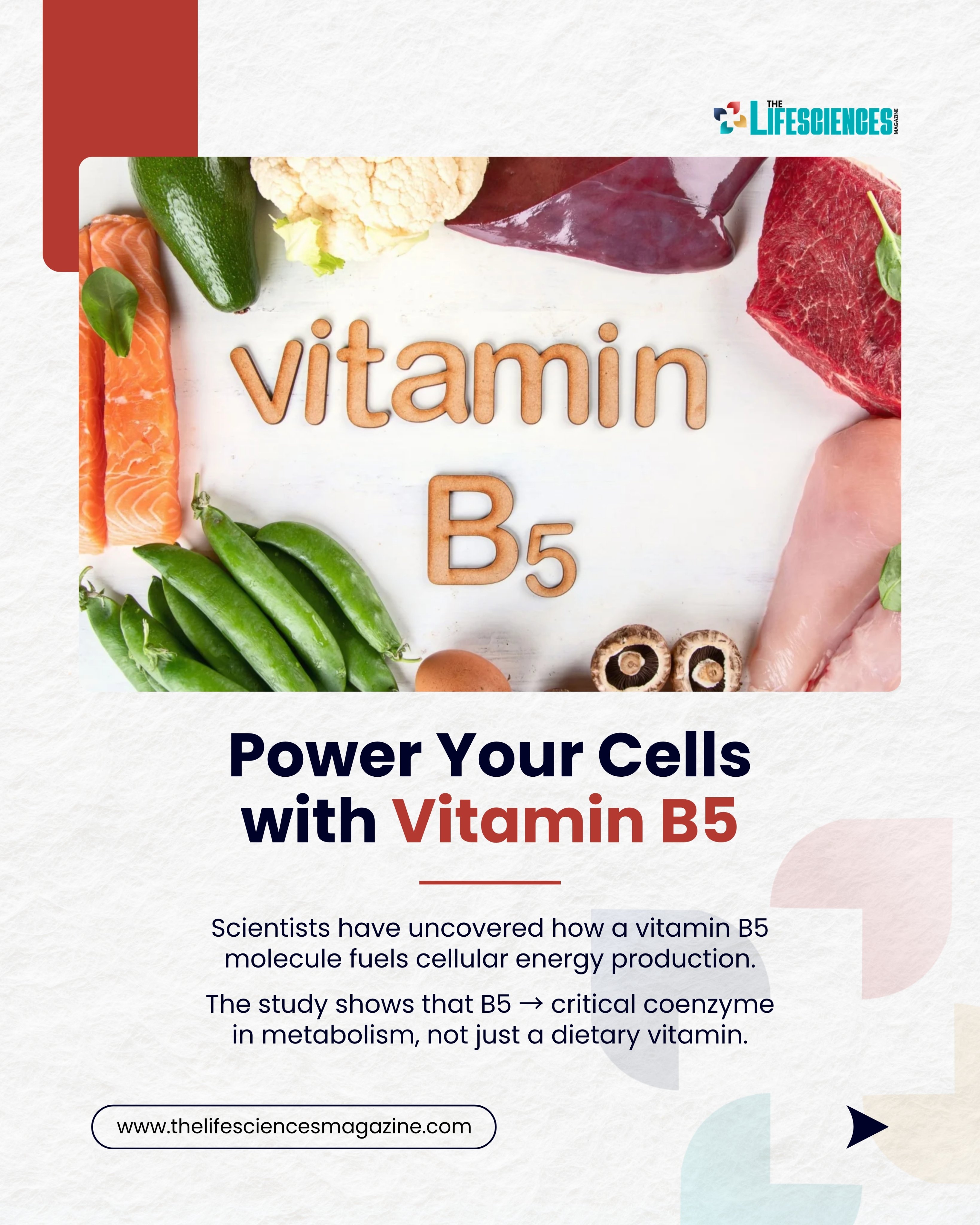 A graphic titled "Power Your Cells with Vitamin B5" surrounded by food sources like salmon, avocado, eggs, and meat.
