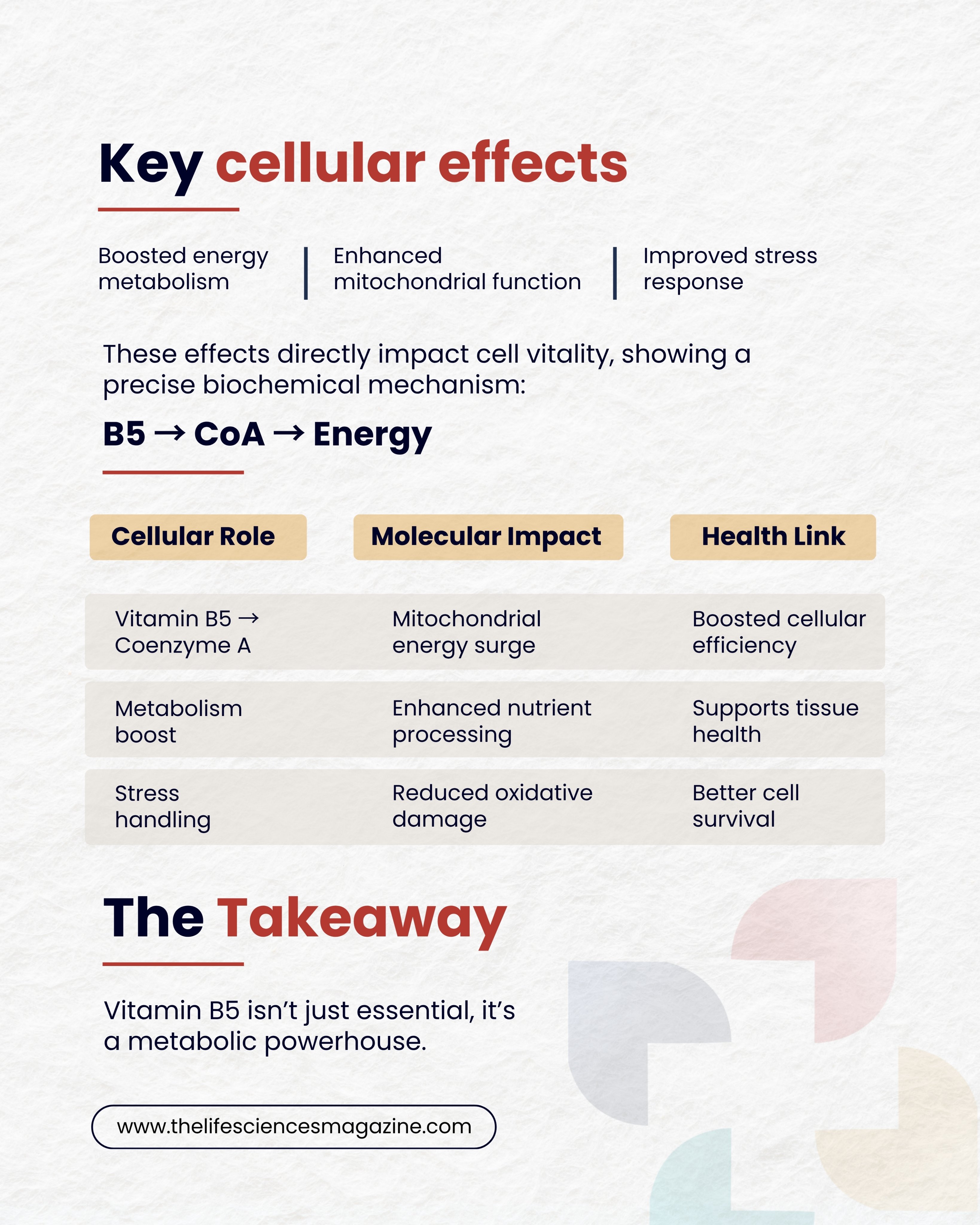 An educational chart explaining Vitamin B5's cellular effects on energy metabolism, mitochondrial function, and stress.