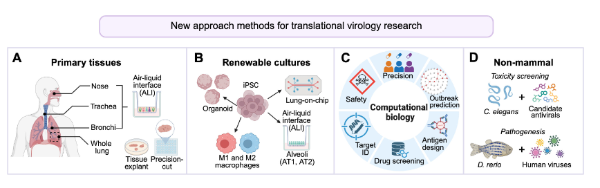 Representative new approach methods (NAMs) used in translational virology research. (A) Primary human lung tissues support the development of differentiated air-liquid interface cultures, permitting viral exposure from the apical “airway” surface to better mimic natural infection. Tissue explants and precision-cut lung slices preserve native cellular architecture and resident immune populations, increasing physiological relevance. (B) Renewable human cell systems, including induced pluripotent stem cell (iPSC)-derived respiratory epithelium and immune cell subsets, provide scalable platforms when primary tissues are limited. (C) Computational NAMs incorporate data-driven modeling tools to predict viral behavior, identify therapeutic candidates, and support vaccine design, as well as forecast transmission and immune escape dynamics. (D) Non-mammalian whole-organism models (e.g., Caenorhabditis elegans, Danio rerio) enable scalable in vivo testing of candidate antivirals and host-virus i