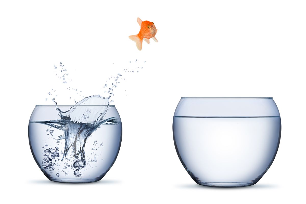 Goldfish jumping from one bowl to another.