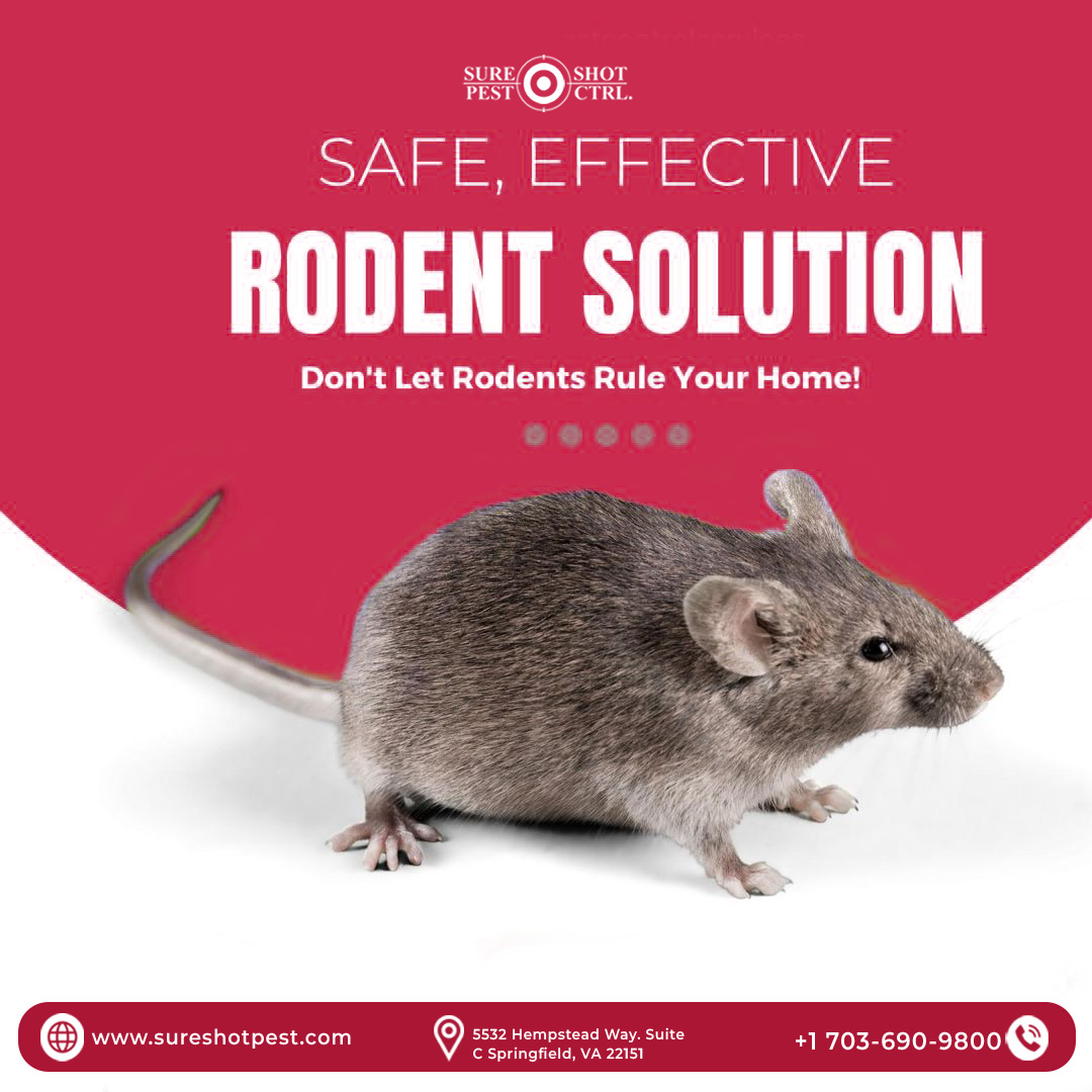 Safe Rodent Control You Can Trust
