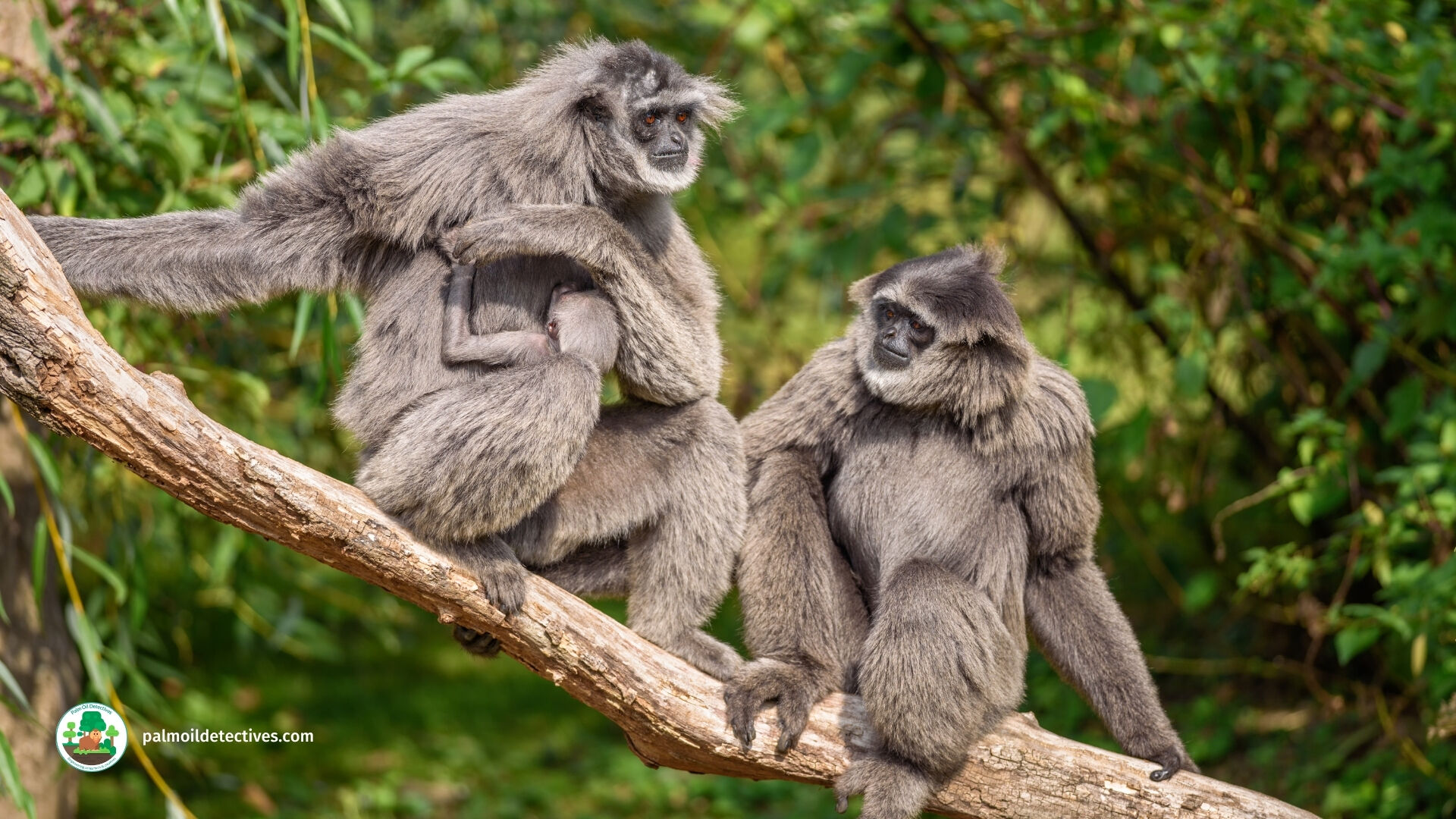 The Silvery #Gibbon 🩶🐒🐵 of genus ‘Hylobates’ meaning ‘Forest Walker’. They sing to each other in ‘local’ accents and do thrilling acrobatics 🤸‍♂️ They are #endangered, help them to survive! #BoycottPalmOil #Boycott4Wildlife 🌴🔥⛔️ @palmoildetect.bsky.social https://palmoildetectives.com/2021/02/06/silvery-gibbon-hylobates-moloch/
