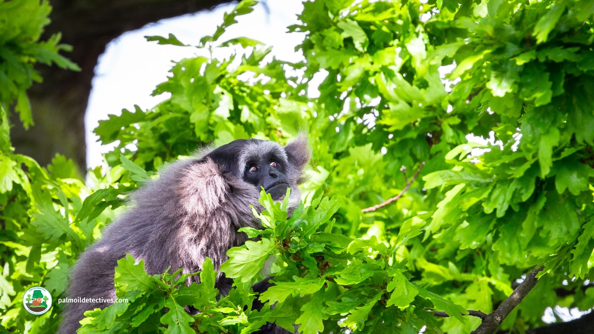 The Silvery #Gibbon 🩶🐒🐵 of genus ‘Hylobates’ meaning ‘Forest Walker’. They sing to each other in ‘local’ accents and do thrilling acrobatics 🤸‍♂️ They are #endangered, help them to survive! #BoycottPalmOil #Boycott4Wildlife 🌴🔥⛔️ @palmoildetect.bsky.social https://palmoildetectives.com/2021/02/06/silvery-gibbon-hylobates-moloch/
