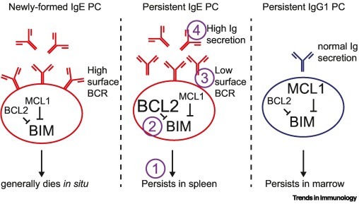 The importance of long-lived IgE plasma cells for protracted allergies. Open Access.