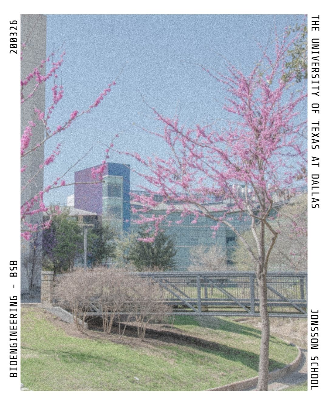 Grainy polaroid photo with a tree with pink blooming flowers with a bridge and the NSERL building in the background