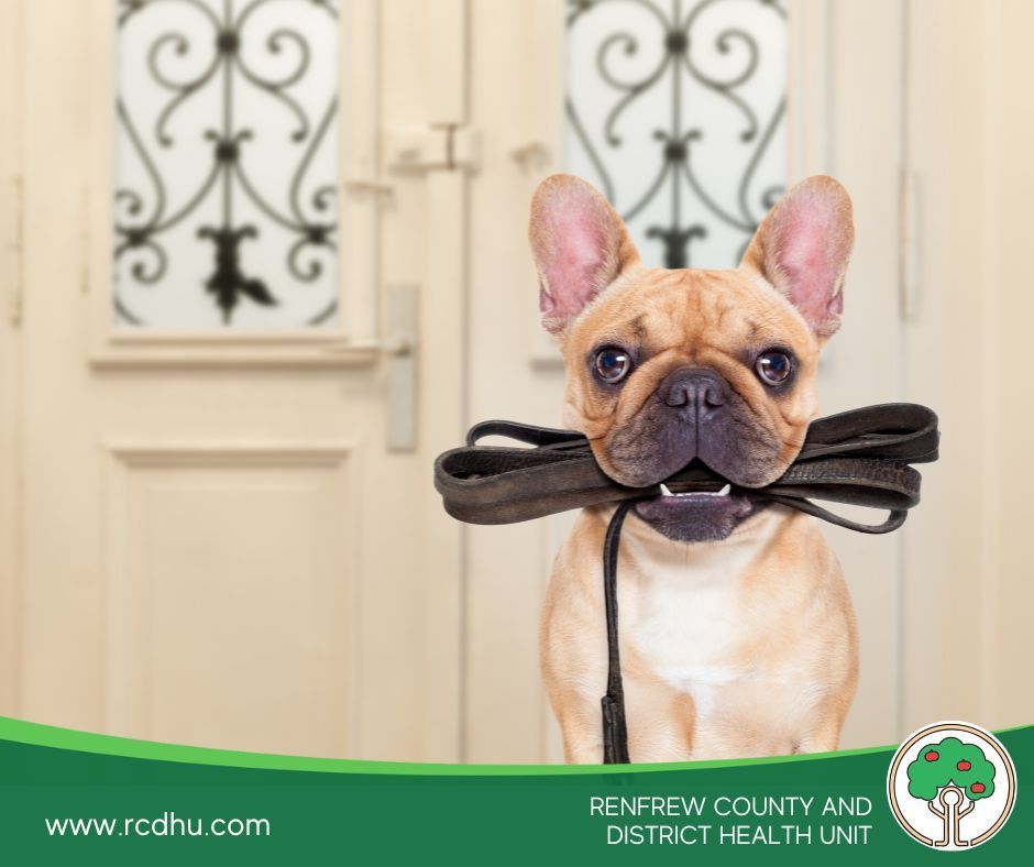 A dog holding a leash in its mouth