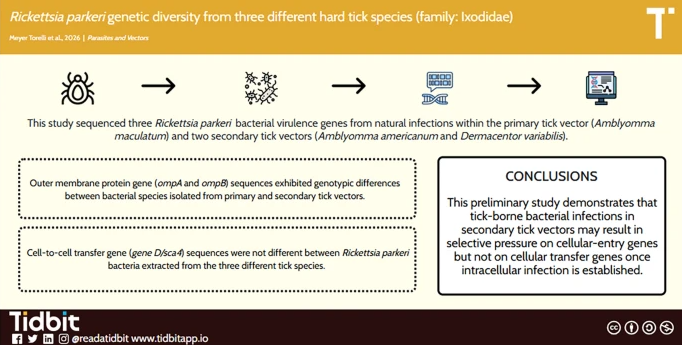 Graphical Abstract for the research paper titled "Rickettsia parkeri genetic diversity from three different hard tick species (family: Ixodidae)"