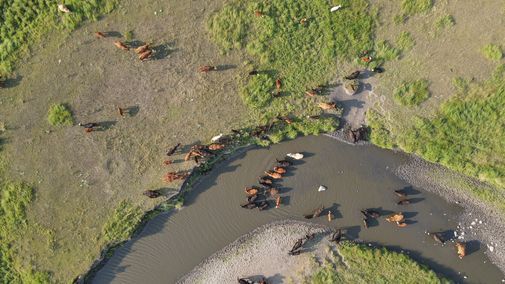 Cattle drink from stream during drought
