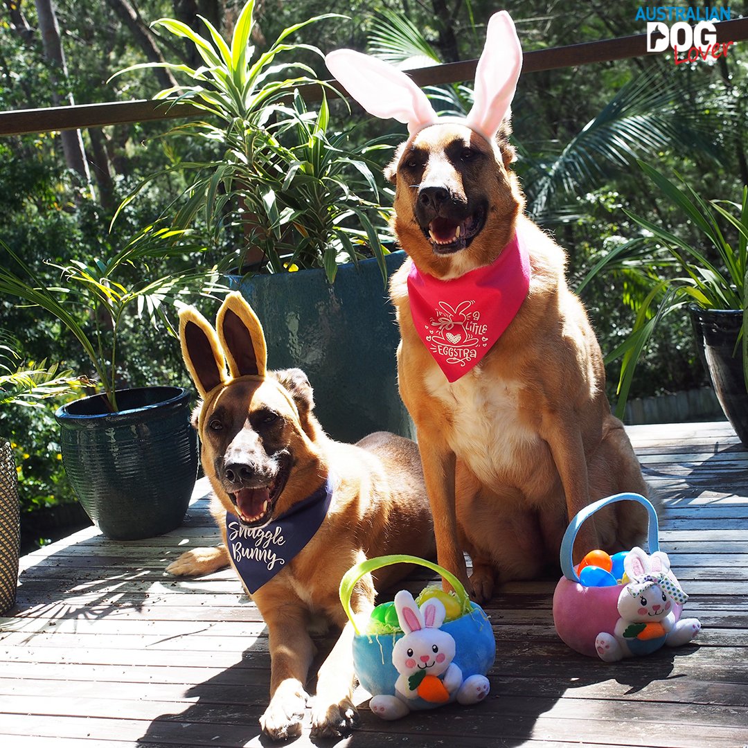 Two Belgian Malinois dogs, Porthos and Aramis, wearing blue and pink dog bandanas and Easter bunny ears, sitting on a wooden deck with Easter bunny baskets. Australian Dog Lover logo in the top right corner.