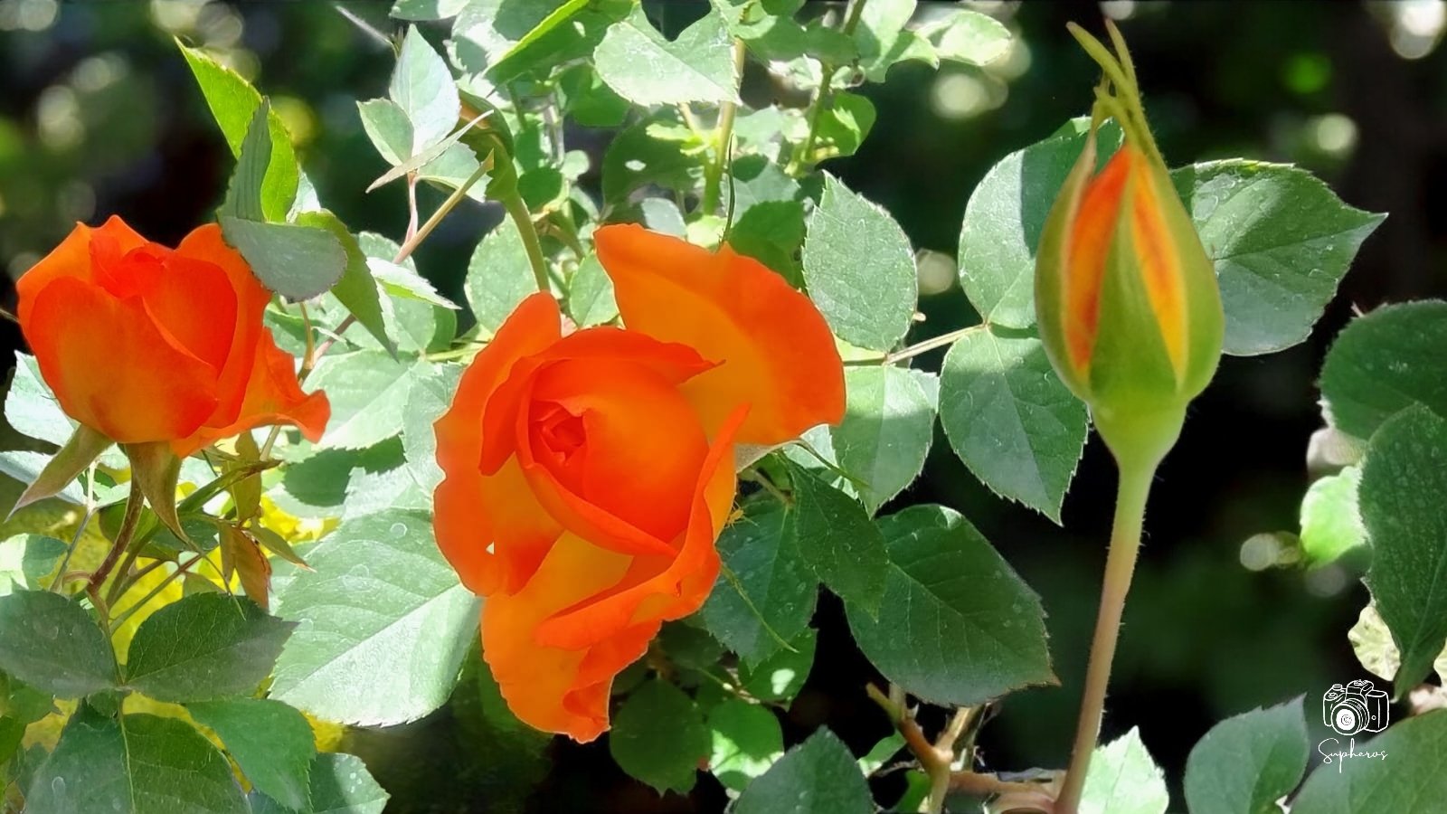 orange rose