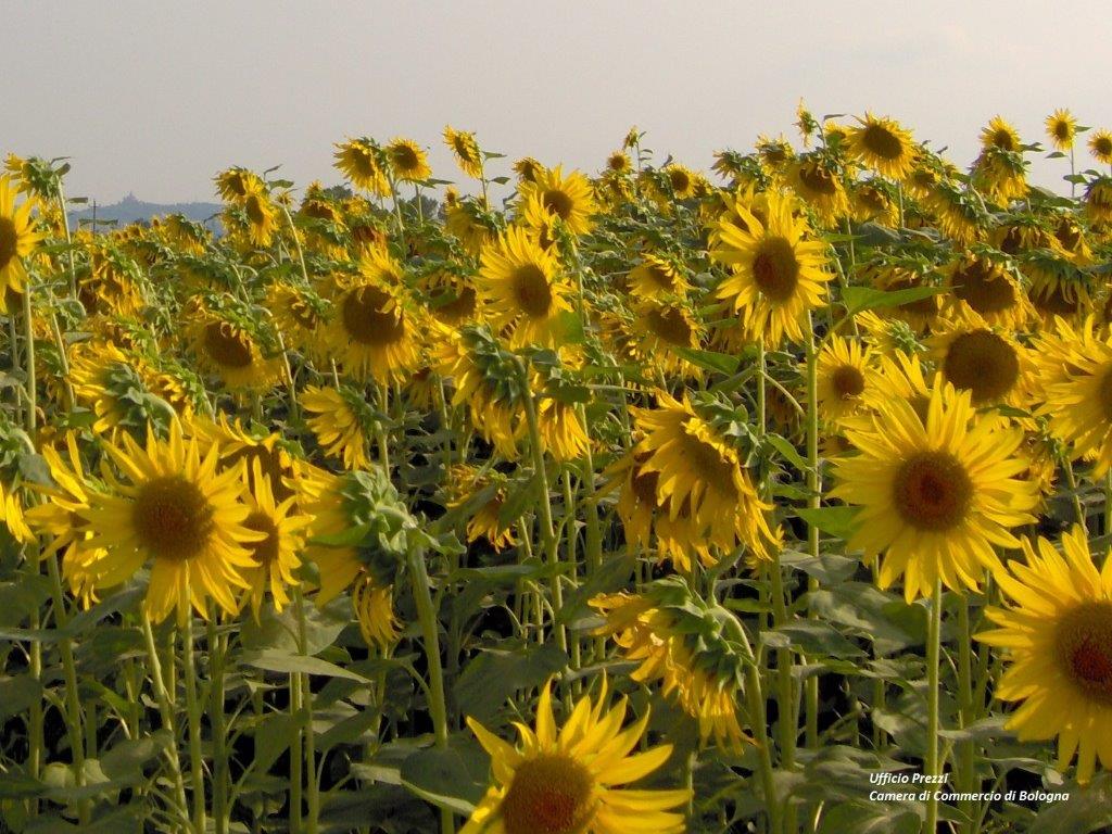 listino prezzi bologna del  26 marzo 2026 - campo di girasoli, sullo sfondo colle di san luca