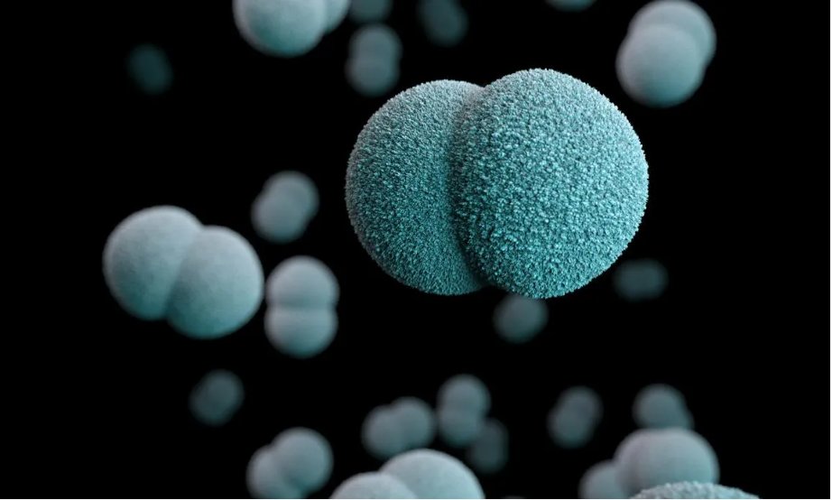 Computer generated image of a number of diplococcal, Gram-negative, Neisseria meningitidis, bacteria.