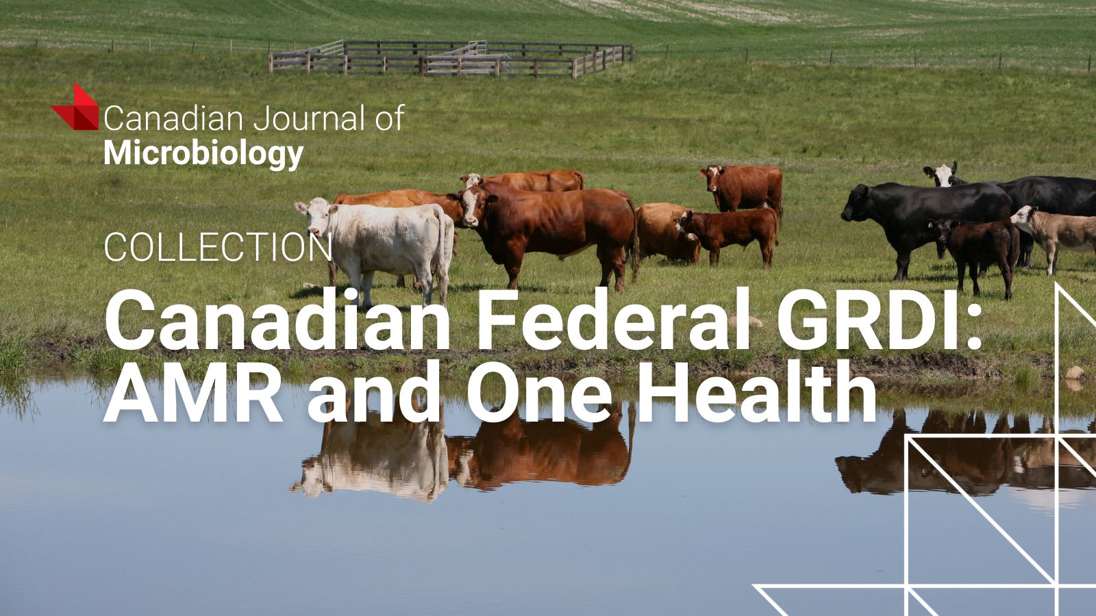 Cattle grazing near a pond in a green pasture under a clear sky, reflecting in the water.