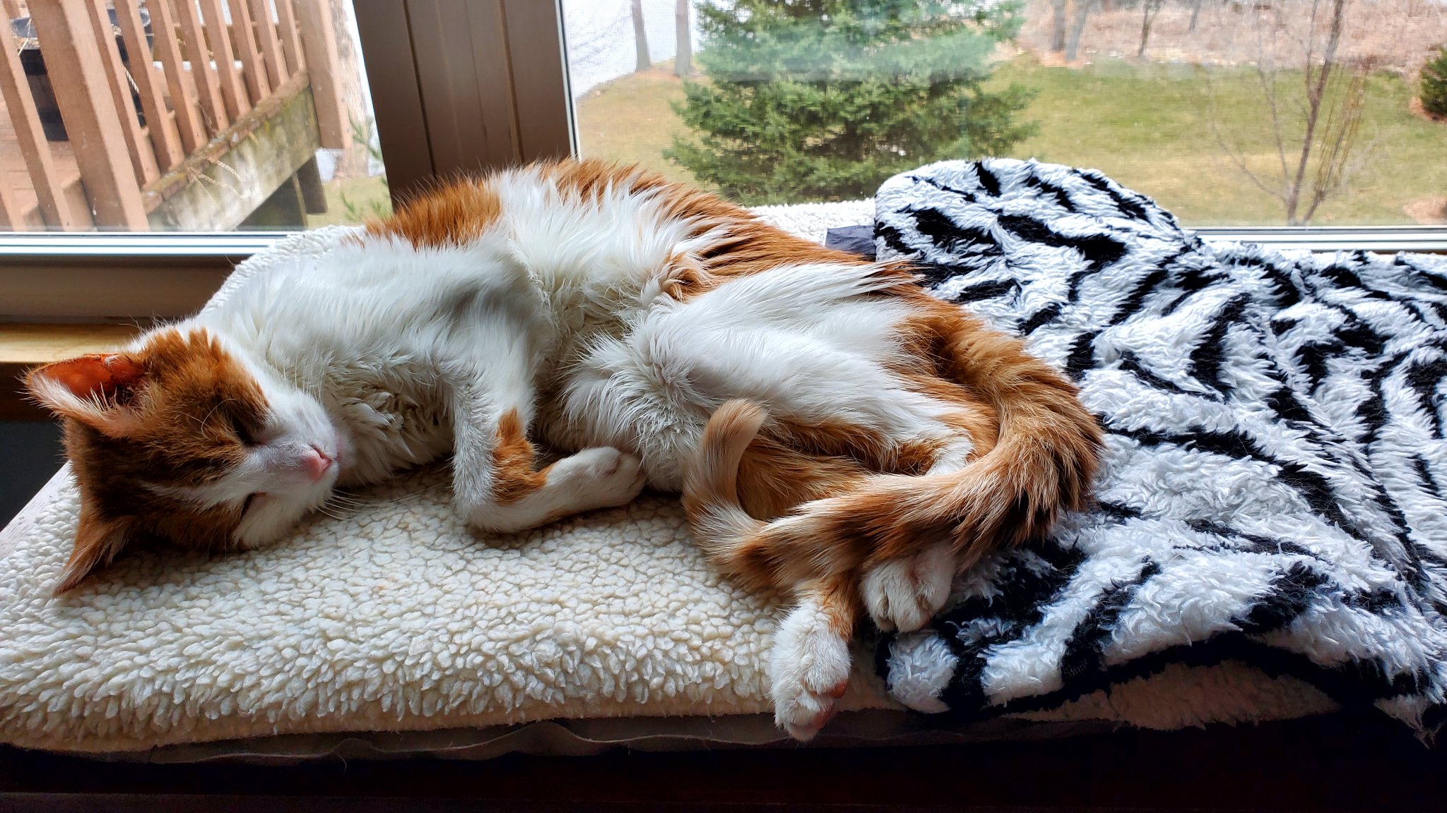 Linus, an orange and white cat, is relaxing on some cat beds next to a window