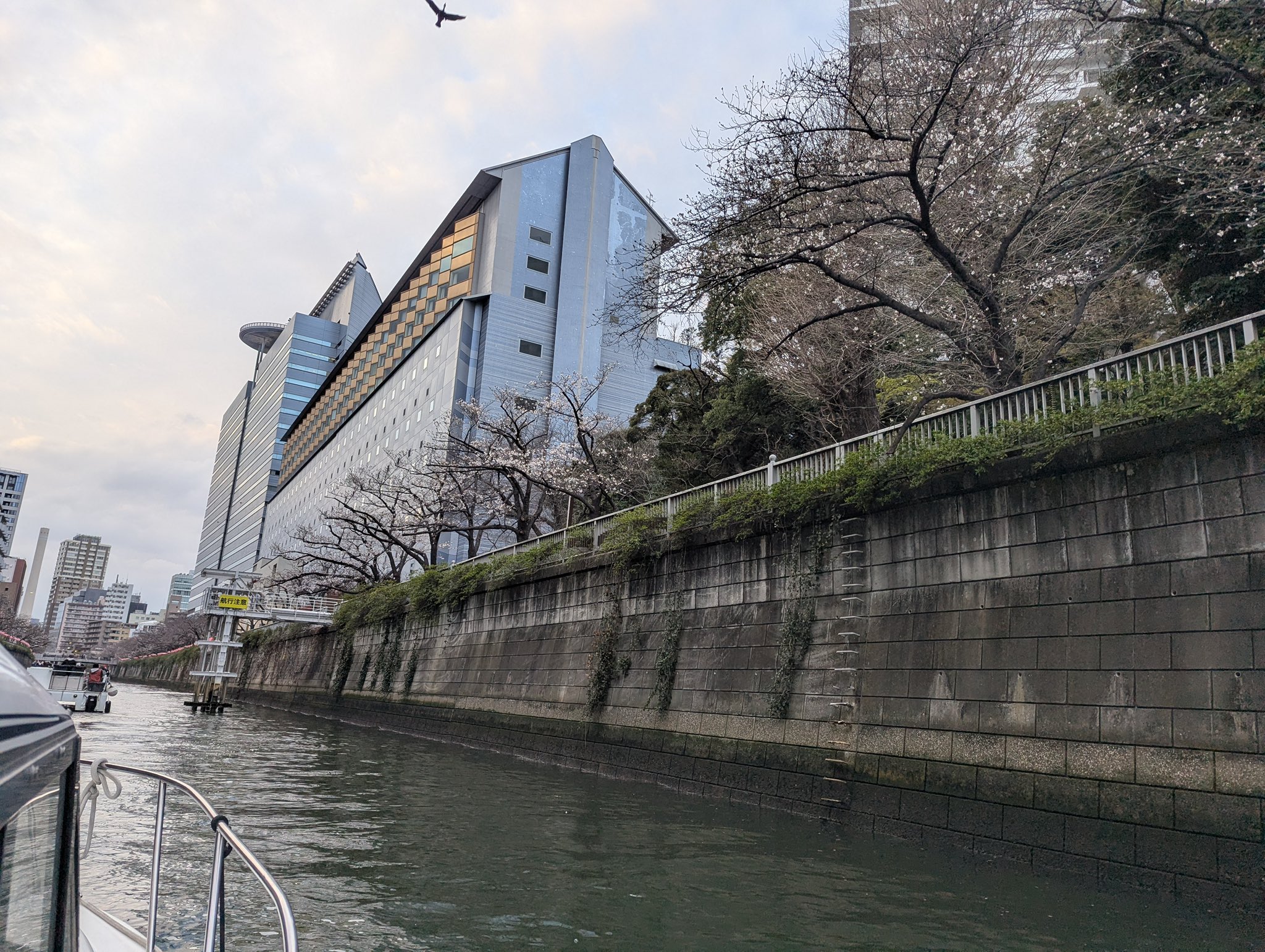 目黒川沿いの桜並木の様子。満開はまだ先のようです。