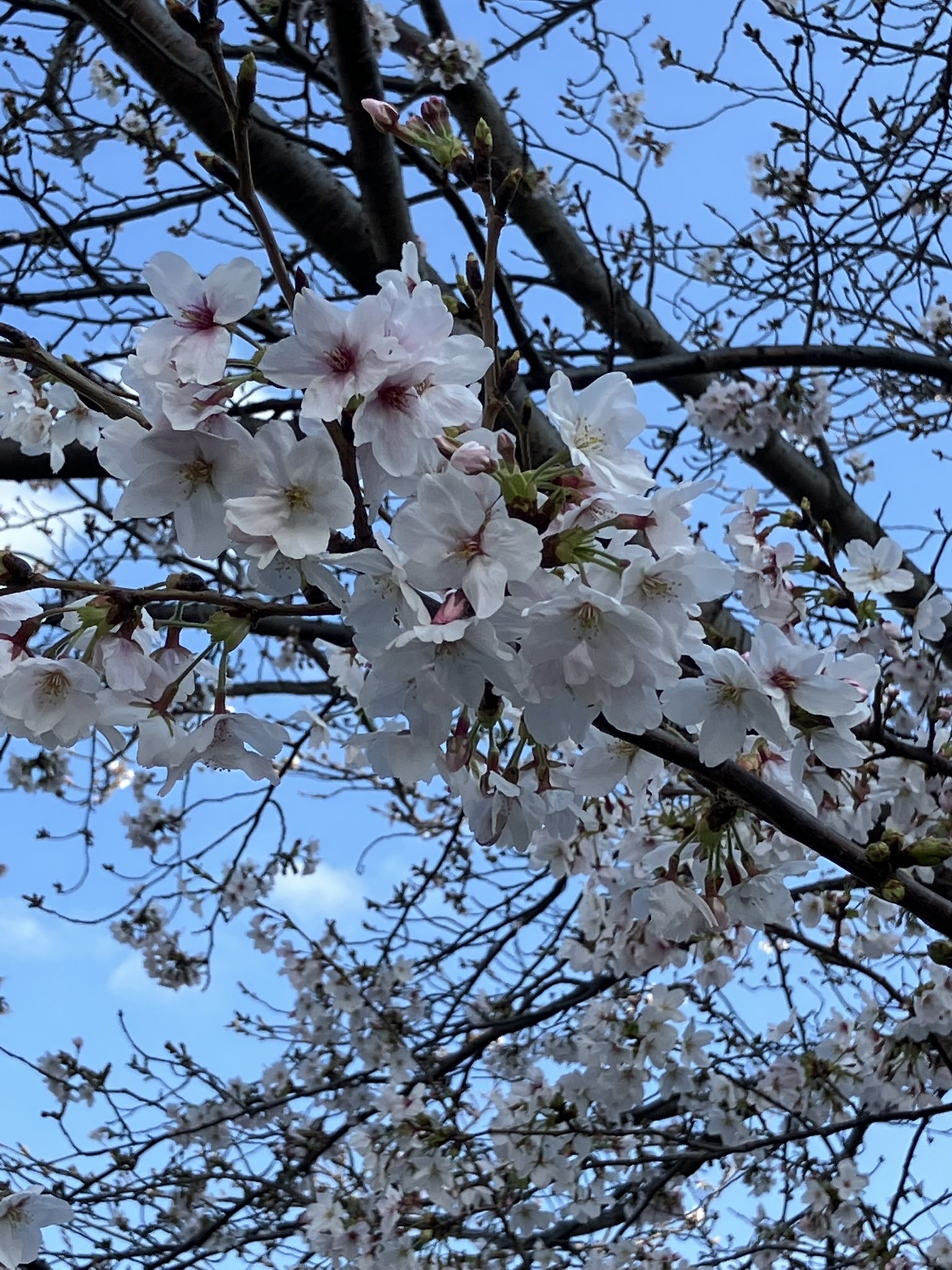 風で枝が揺れるので風が止むのを待って撮りました。