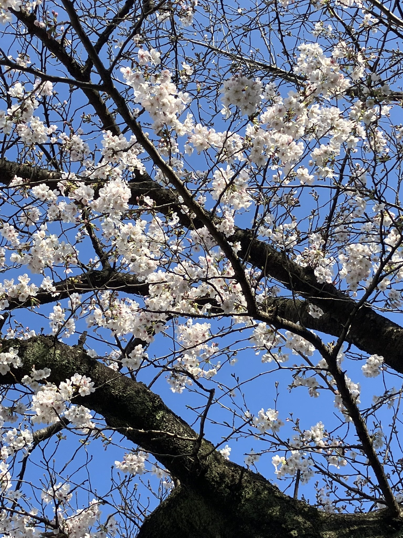 晴れて良かったです。