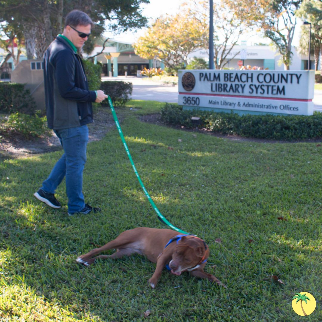 Library director Doug Crane walking Kiki, a dog from Animal Care and Control, around the Library exterior. Kiki is lying down in the grass beside the Library sign.