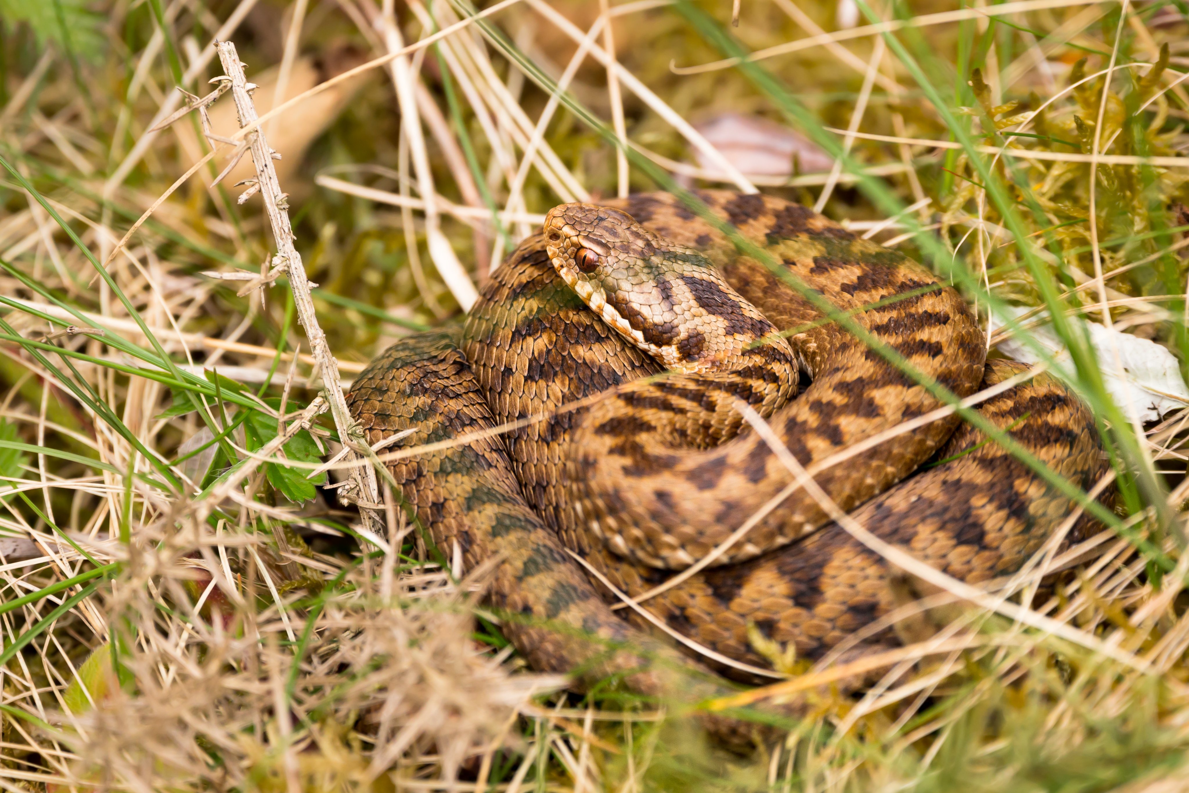 Photograph of Female adder (Vipera berus) snake coiled up in the grass near gorse shrub on dull but mild spring day, Caesar's Camp, Farnham, Surrey, UK, 12 April 2022.