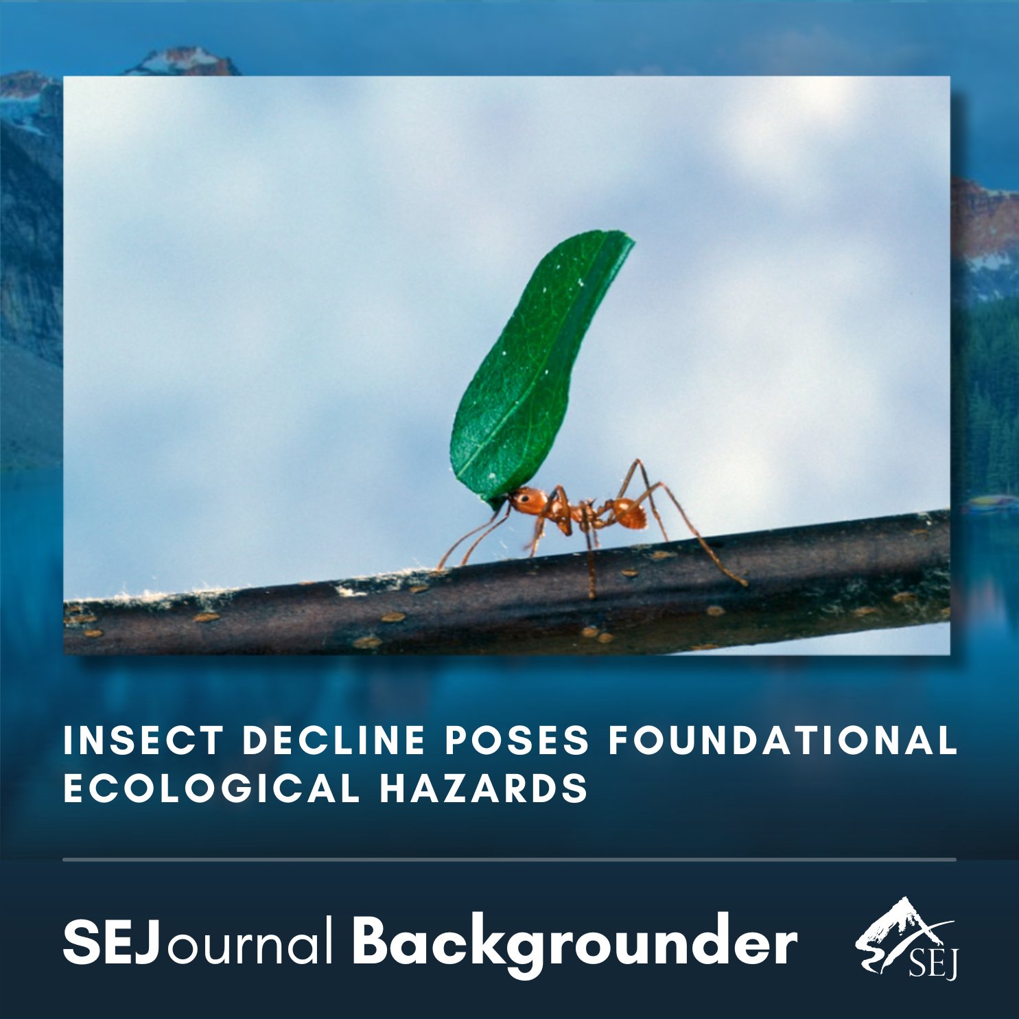 Close-up of an ant carrying a large green leaf while walking along a thin branch, set against a soft blue background. Below the image, bold text reads “Insect decline poses foundational ecological hazards,” with “SEJournal Backgrounder” and an SEJ logo at the bottom.