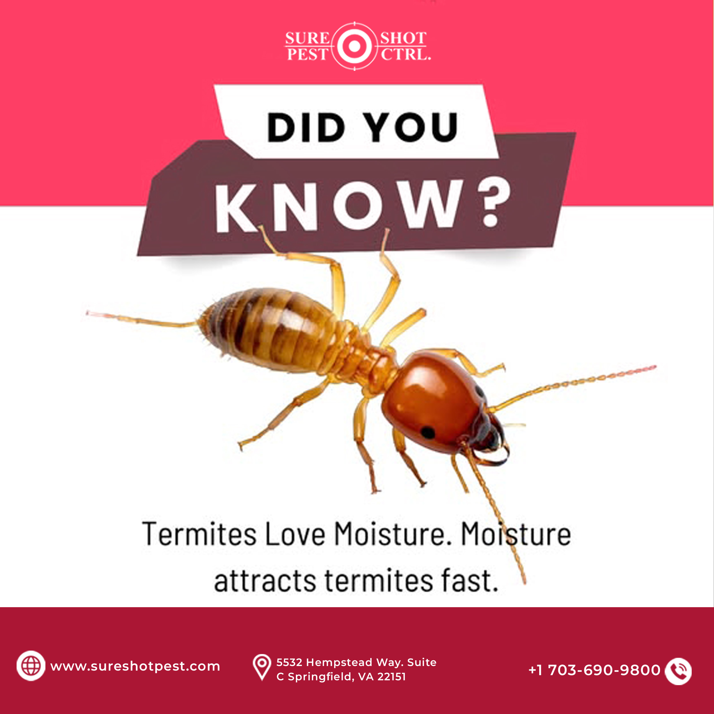 Moisture Attracts Termites Fast Leaky pipes, damp wood, and poor drainage can attract termites fast. Protect your home early with a termite inspection from Sure Shot Pest Control 